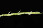 Itchgrass